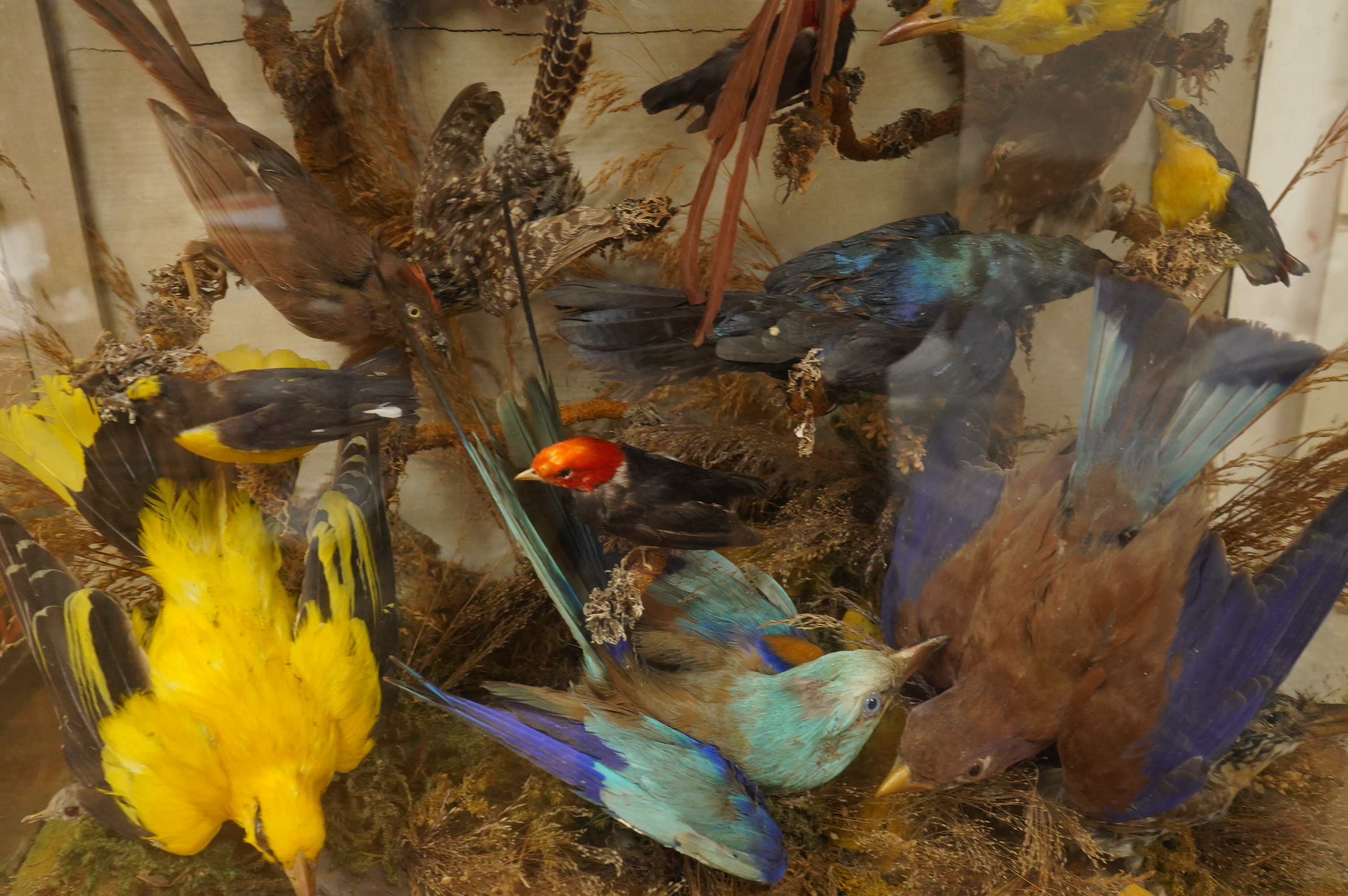 A Victorian taxidermy display of exotic birds including a Golden Oriole, a Californian Scrub Jay, a Red-capped Manakin, etc., contained within a glazed case, 52cm high, 61cm wide, 27cm deep